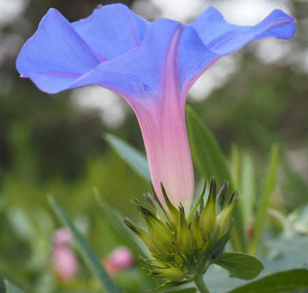 Side view of flower
