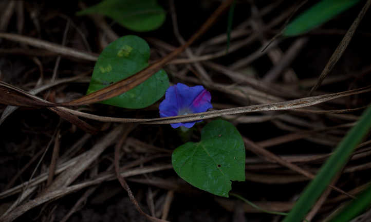 Young vine seedling