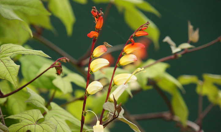 Closeup of flowers