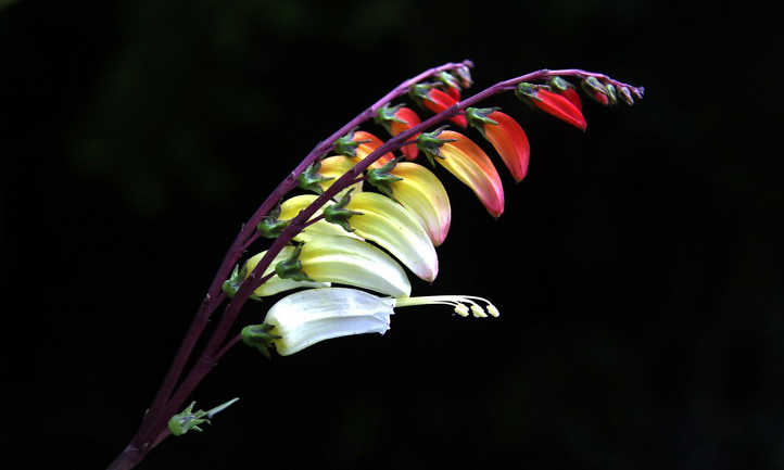 Firecracker vine raceme