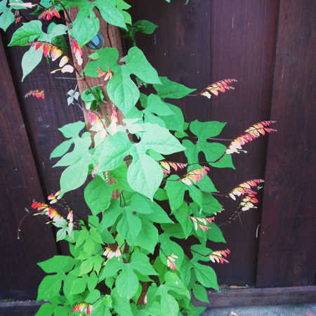 Fire vine growing