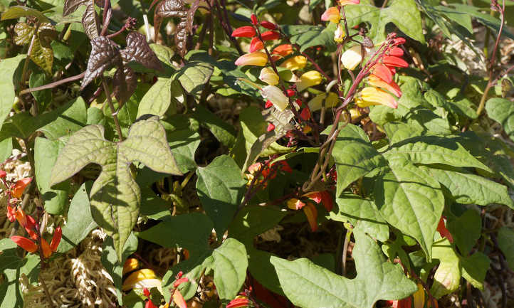 Ipomoea lobata leaves and racemes