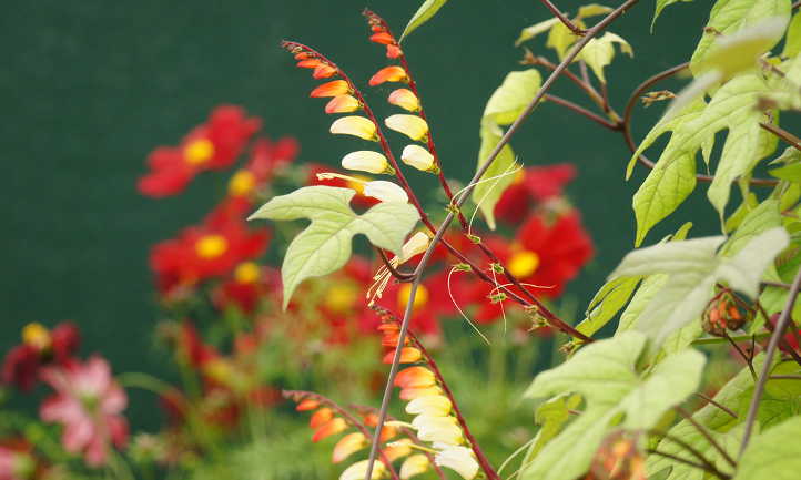 Mina lobata