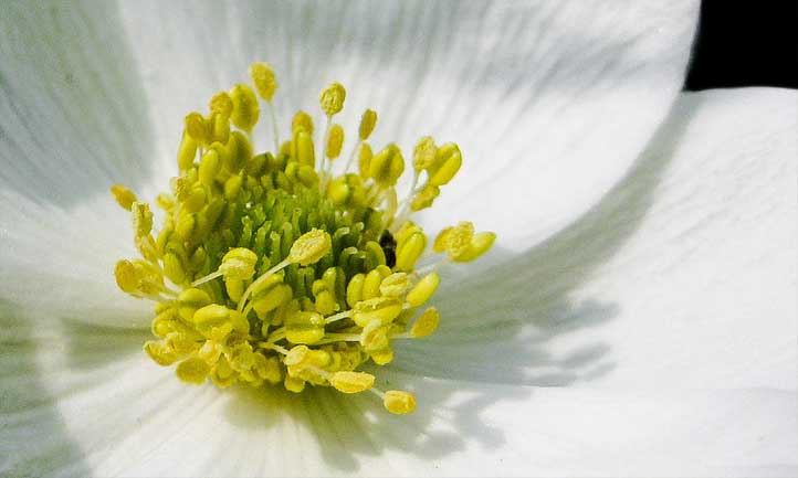 A close-up of the gorgeous, white flowers