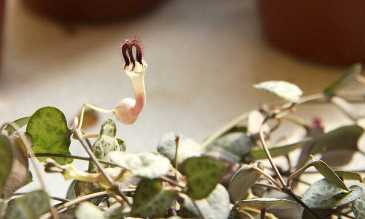 Rosary vine flowers have a unique, gorgeous look