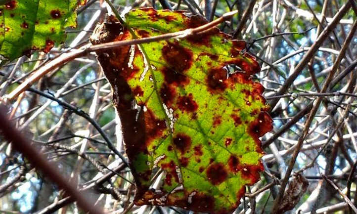 Septoria spp. on blackberry leaf