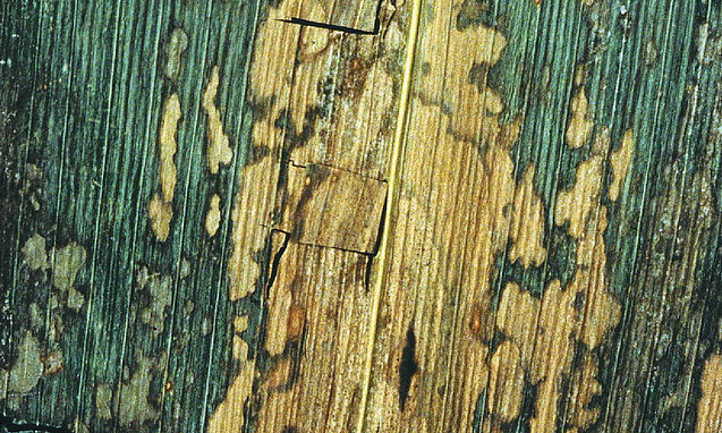 Septoria on maize