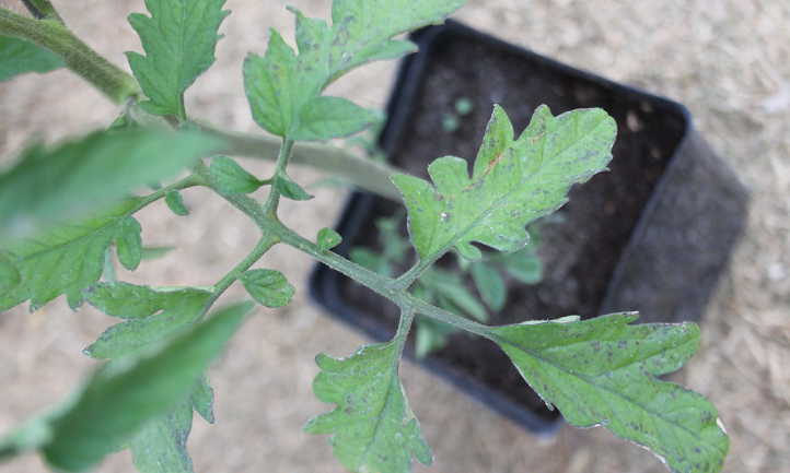 Early signs of stippling on leaves