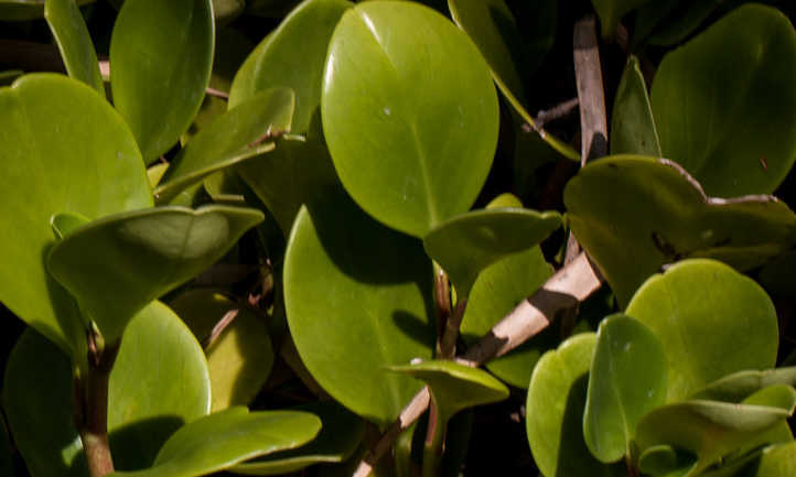 Peperomia obtusifolia