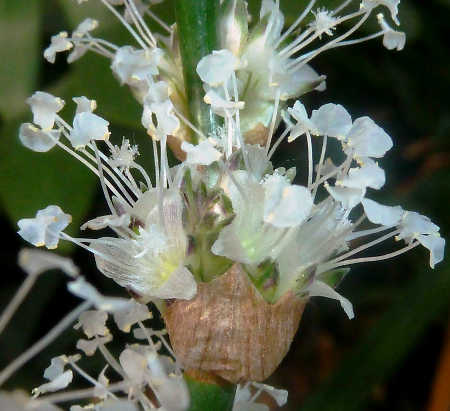 Basket plant flower