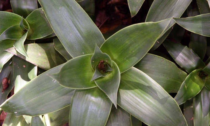 Basket plant leaves