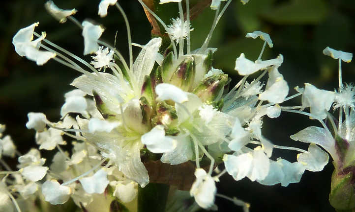 Inch plant flower