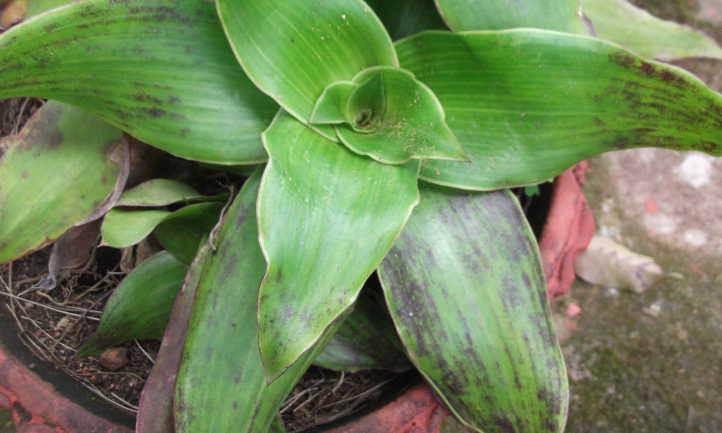 Purple tinged callisia leaves