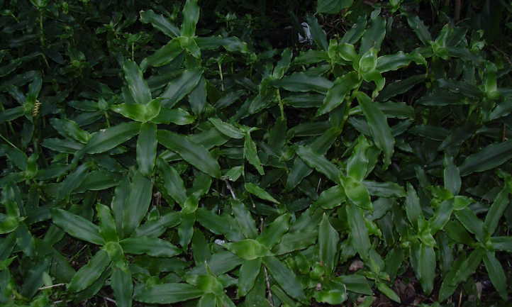 Upright growth in basket plant