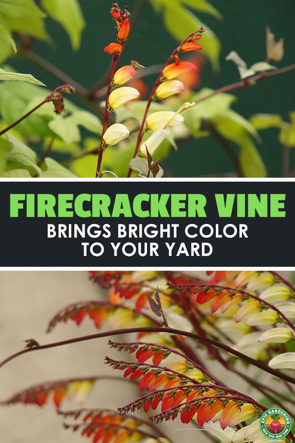 The firecracker vine, Mina lobata or ipomoea lobata, creates sprays of brilliantly-colored flowers. Our guide shows you how to grow it!