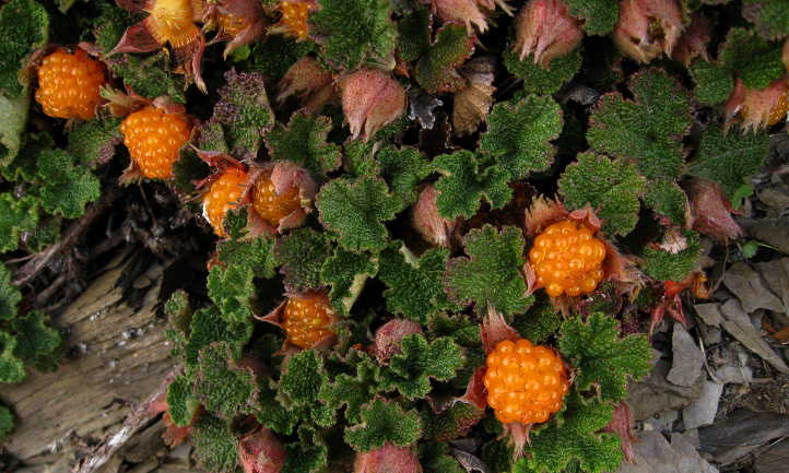 Creeping raspberry berries are ripe