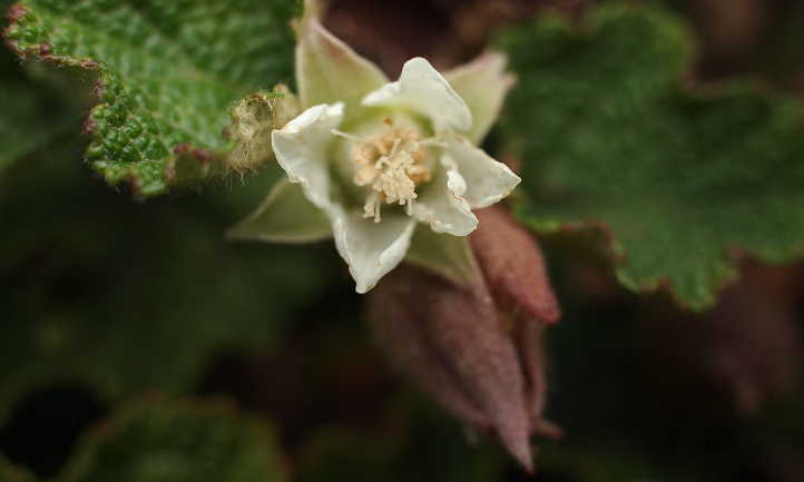 Close up of Rubus hayata-koidzumi flower