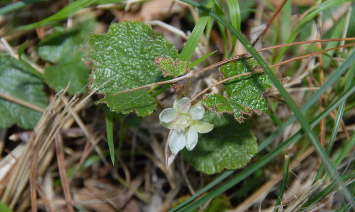 Closeup of foliage and flower