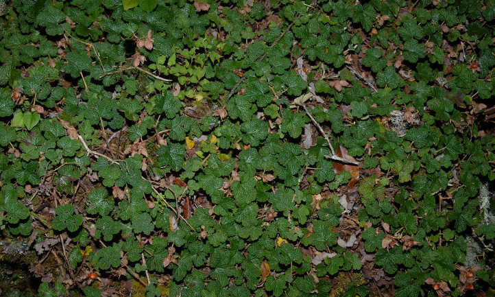 Creeping raspberry plants