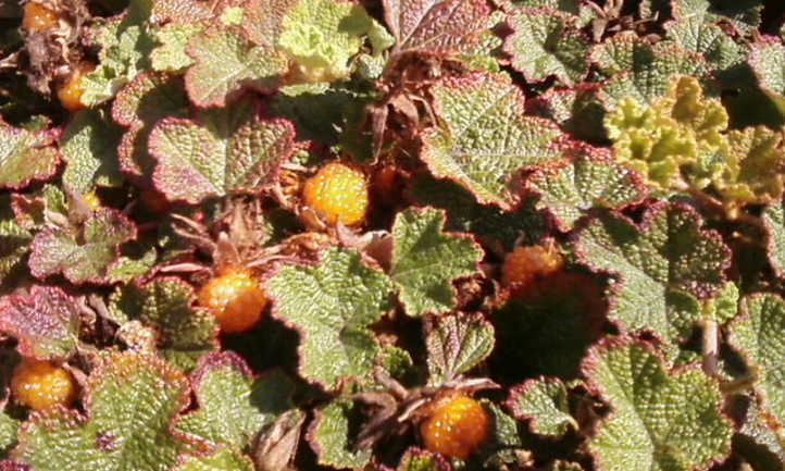 Late summer berries and foliage