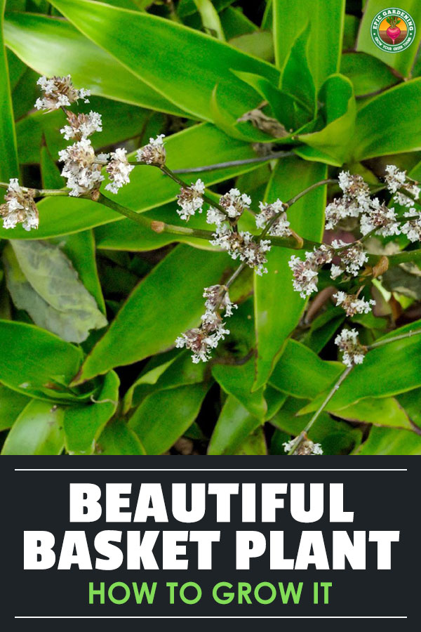 Callisia fragrans, also called basket plant, is the perfect subtropical houseplant for beginners. We\'ll teach you how to grow your own!