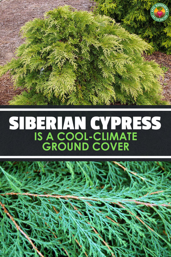 Microbiota decussata, the Siberian cypress, makes a fantastic low-growing shrub or ground cover plant. Our guide tells you how to grow it!