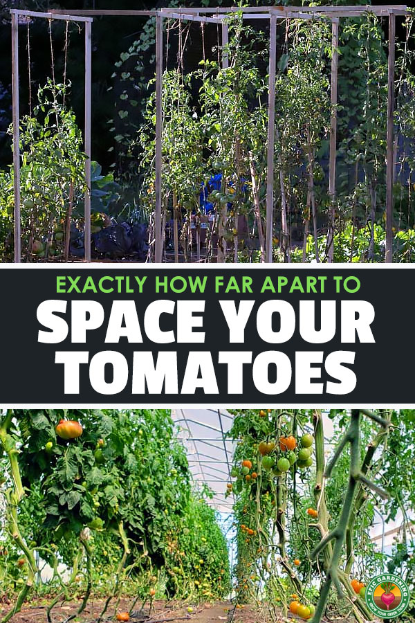 Tomato spacing is a tricky subject, because it depends on the type of tomato you grow and how you\'re growing it. Learn tomato plant spacing!