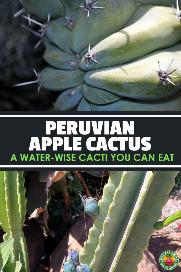 Cereus peruvianus, also called the Peruvian apple cactus, is a gorgeous and water-wise ornamental with tasty, edible fruits.
