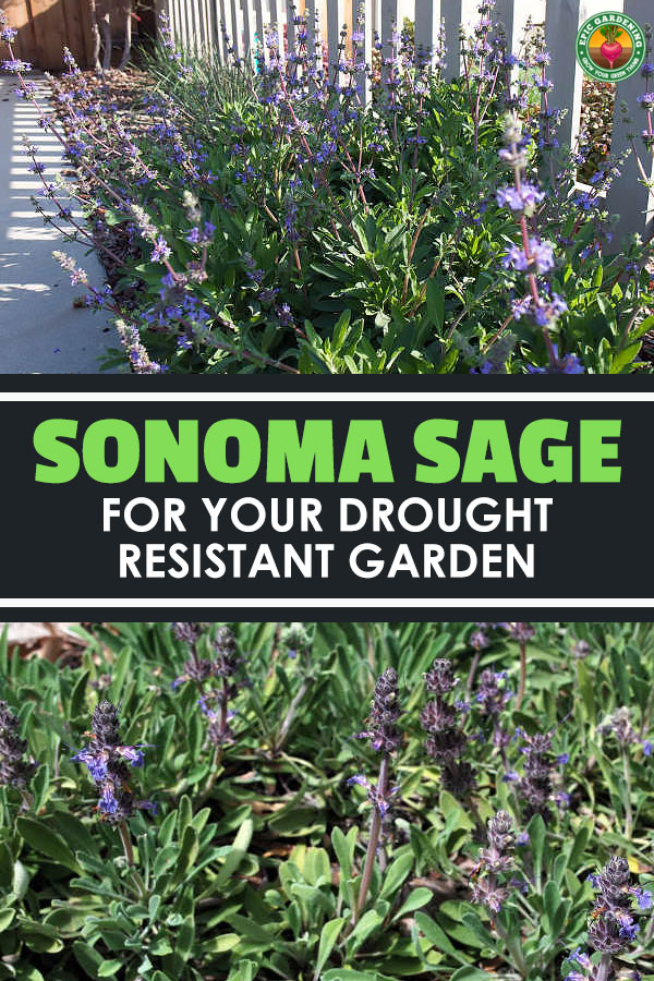 Salvia sonomensis is a drought-resistant California native plant. If you\'re doing xeriscaping, this is for you! Our guide explains it all.