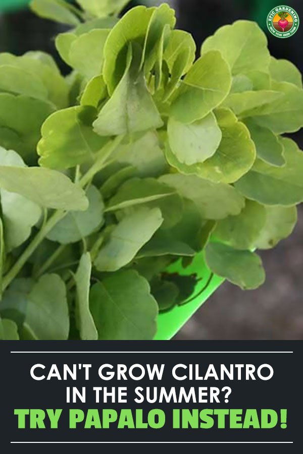 Papalo (or papaloquelite) is a heat-loving cilantro alternative you should be growing in your summer garden.