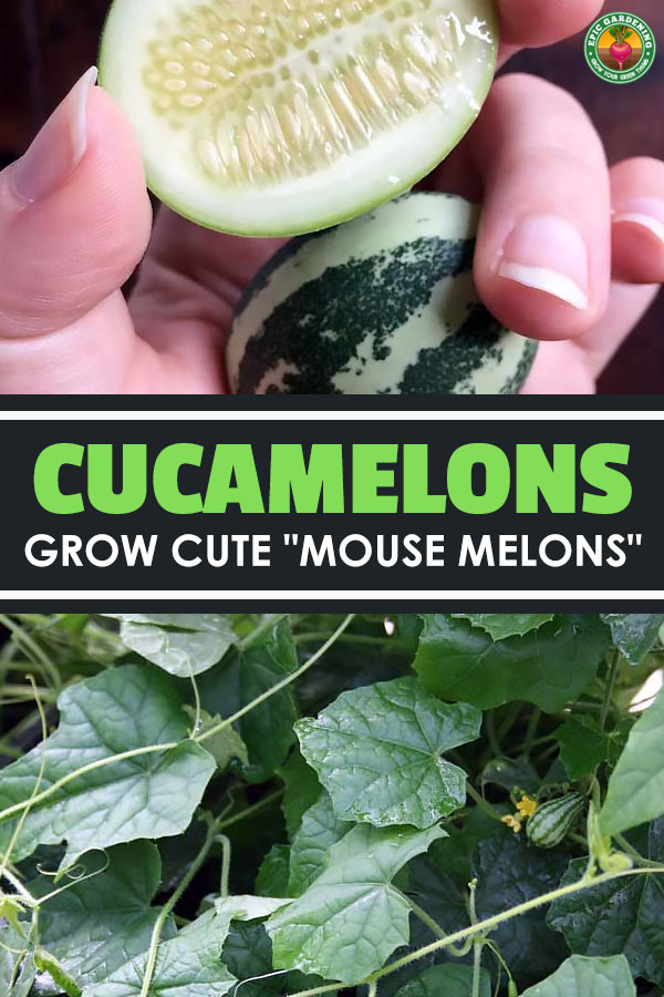 Struggling to Grow Cucumbers? Try Cucamelons Instead!