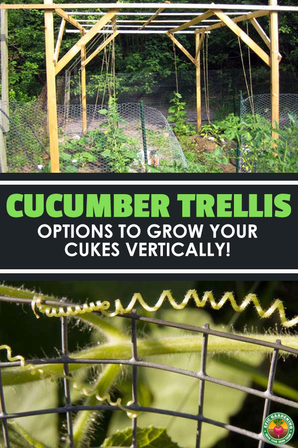 Growing cucumbers vertically is a fantastic space-saving option, so try using a cucumber trellis and these growing tips for epic success!