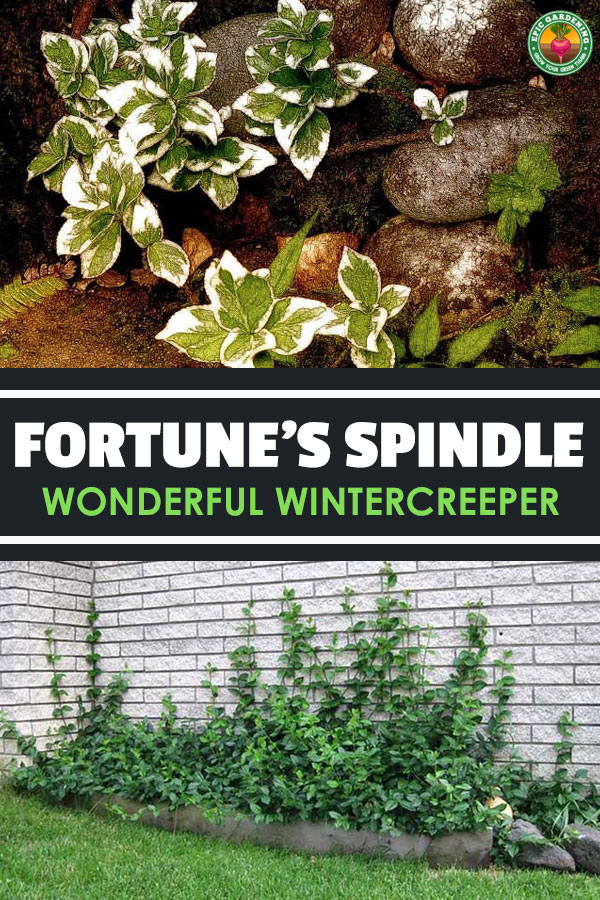 Wonderful wintercreeper can be a fantastic climbing vine, a low ground cover, or anything between. Learn care techniques in our full guide!