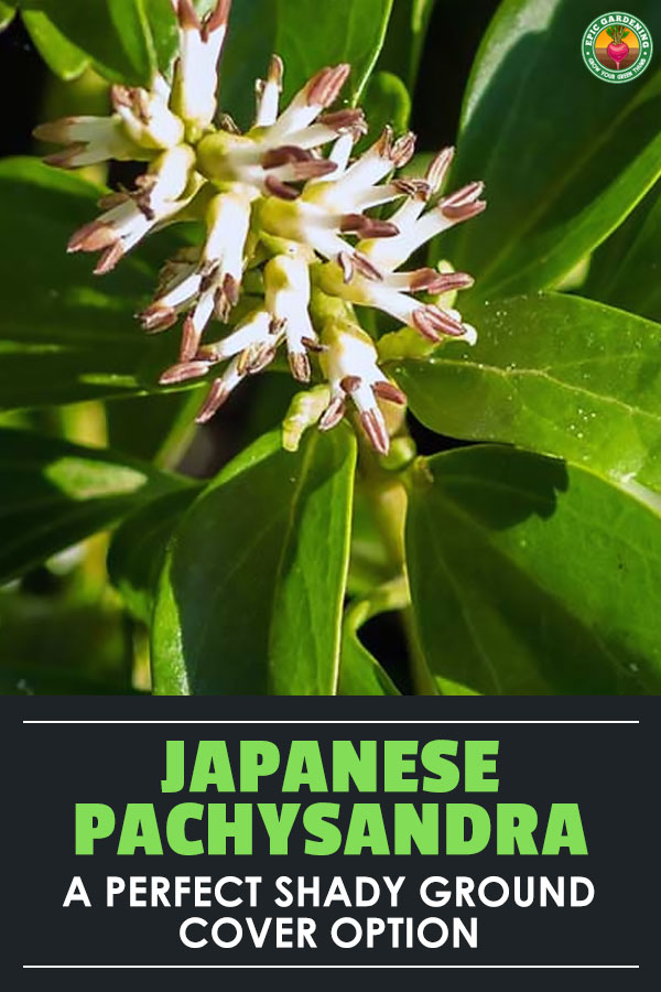 Pachysandra terminalis, also known as Japanese spurge, is a classic low-maintenance shady ground cover.