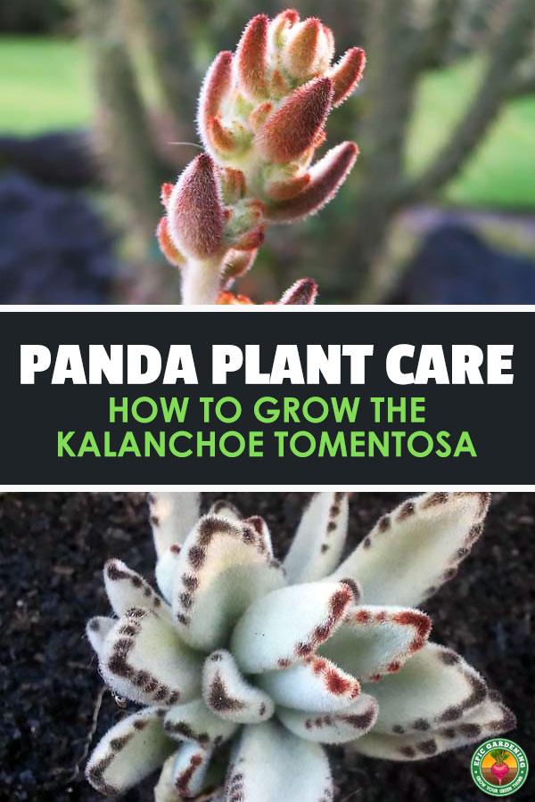 The panda plant, or Kalanchoe tomentosa, is a unique-looking and simple succulent to care for...so add it to your collection!