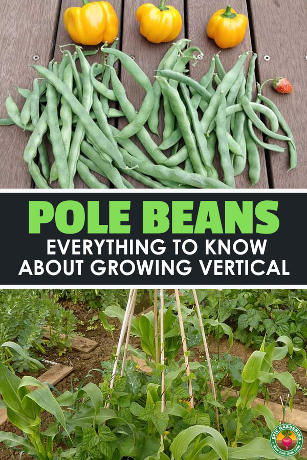 Pole beans are an incredibly versatile and easy veggie to grow in the garden, so learn how to cultivate them in our complete grow guide.
