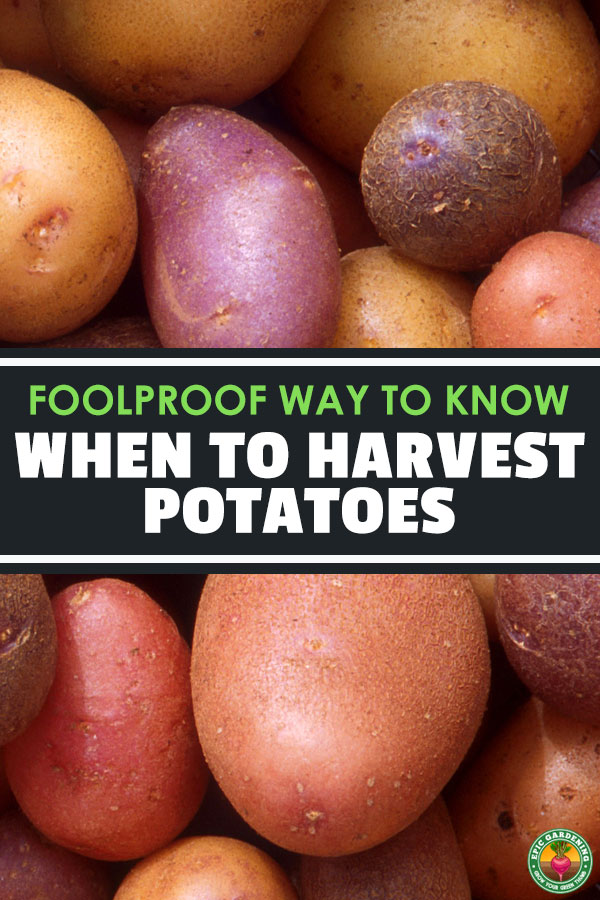Harvesting potatoes is a tricky task, since they\'re underground. This is your ultimate guide to knowing exactly when to dig your taters up.