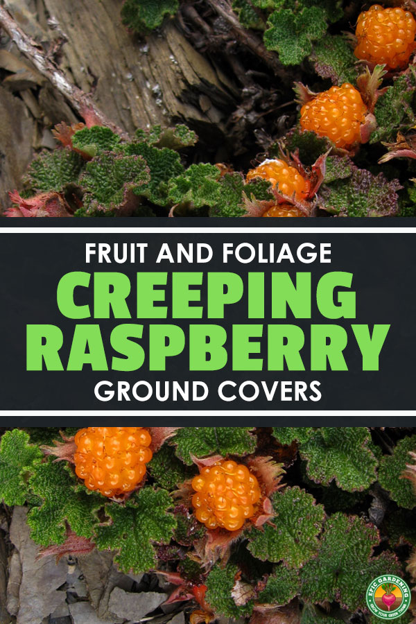 Looking for a low-maintenance ground cover? Creeping raspberry provides beautiful foliage and even fruits! Our growing guide explains it all.
