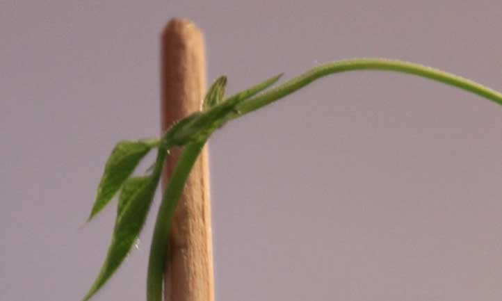The growing tip of a pole bean plant making its way to the top of a trellis.