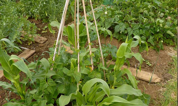 The Three Sisters are the three main agricultural crops of some Native American groups in North America: squash, maize, and climbing beans (typically tepary beans or common beans).