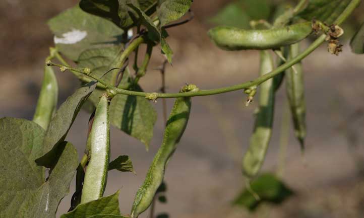 Egyptian kidney beans producing prolifically.