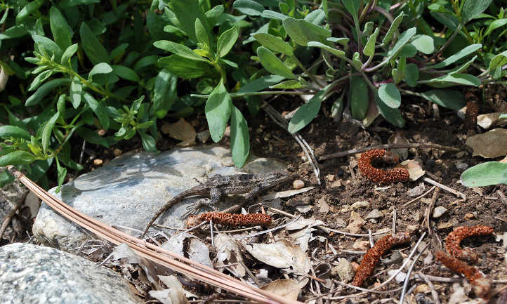 Creeping sage and lizard