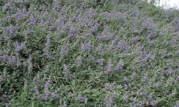 Salvia 'Bee's Bliss'