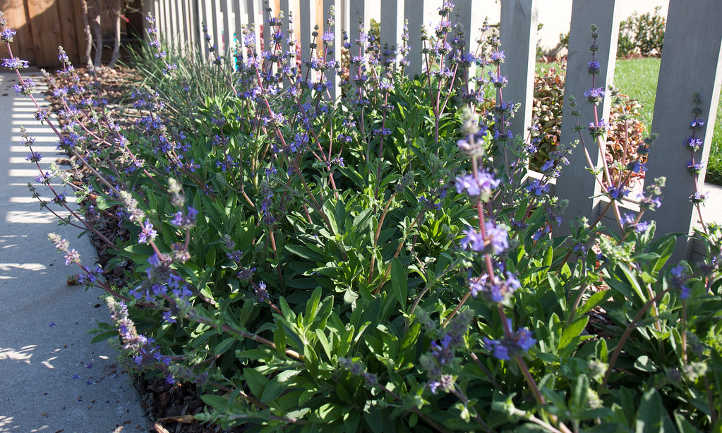 Salvia hybrid Dara's Choice