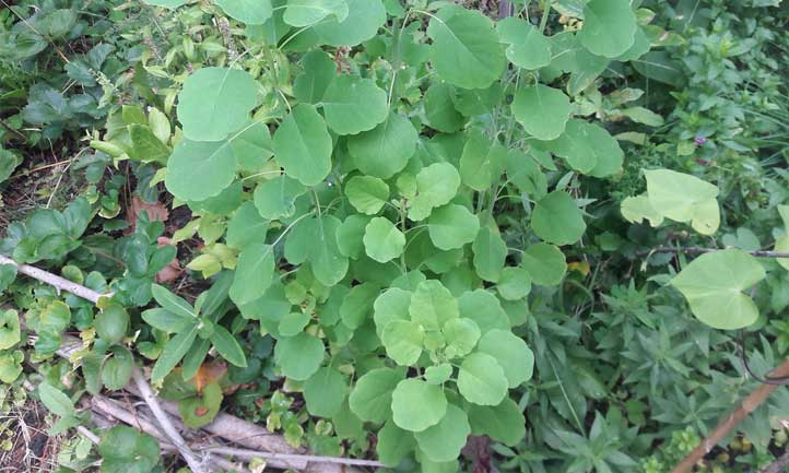 A papalo plant in early September, still growing strong