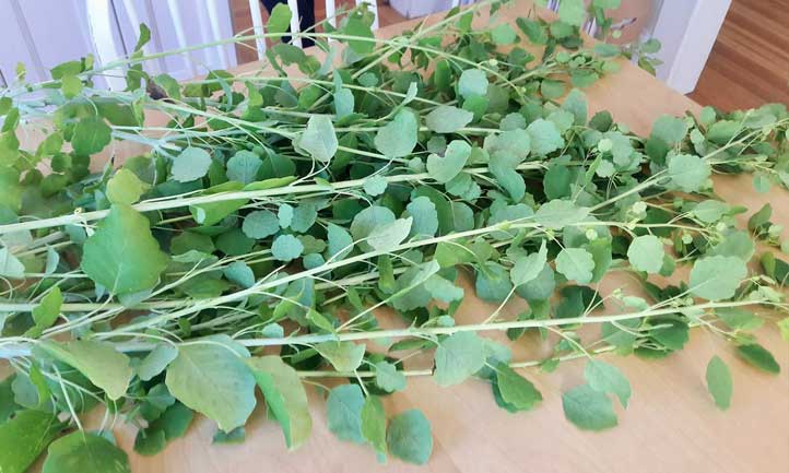 Harvesting and storing papalo herb is pretty darn easy