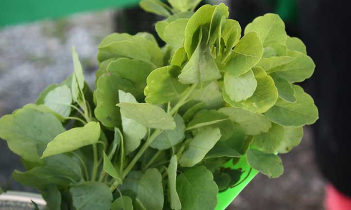 A gorgeous example of the prolific papaloquelite