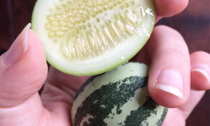A cross-section of a single Melothria scabra fruit