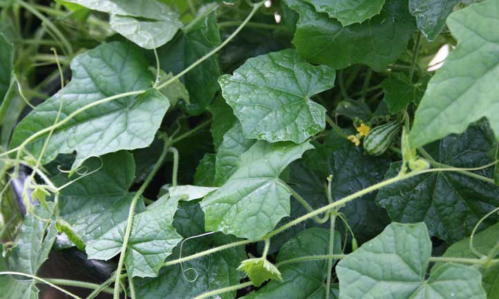 Mouse melons on the vine...can you spot them?