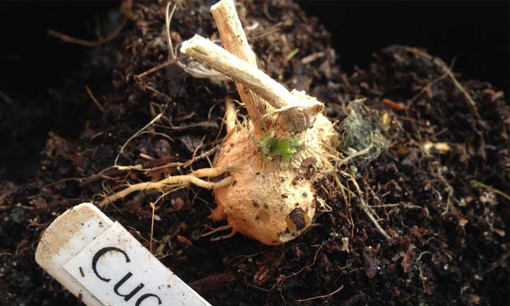 The tuberous root structure of the cucamelon is quite unique